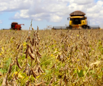 Colheita de milho no Paraná. Foto: Agência Estadual de Notícias/Divulgação