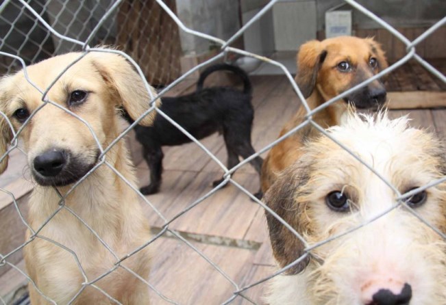 Poder público deve contribuir com entidades dedicadas à proteção de animais abandonados. Foto: Divulgação