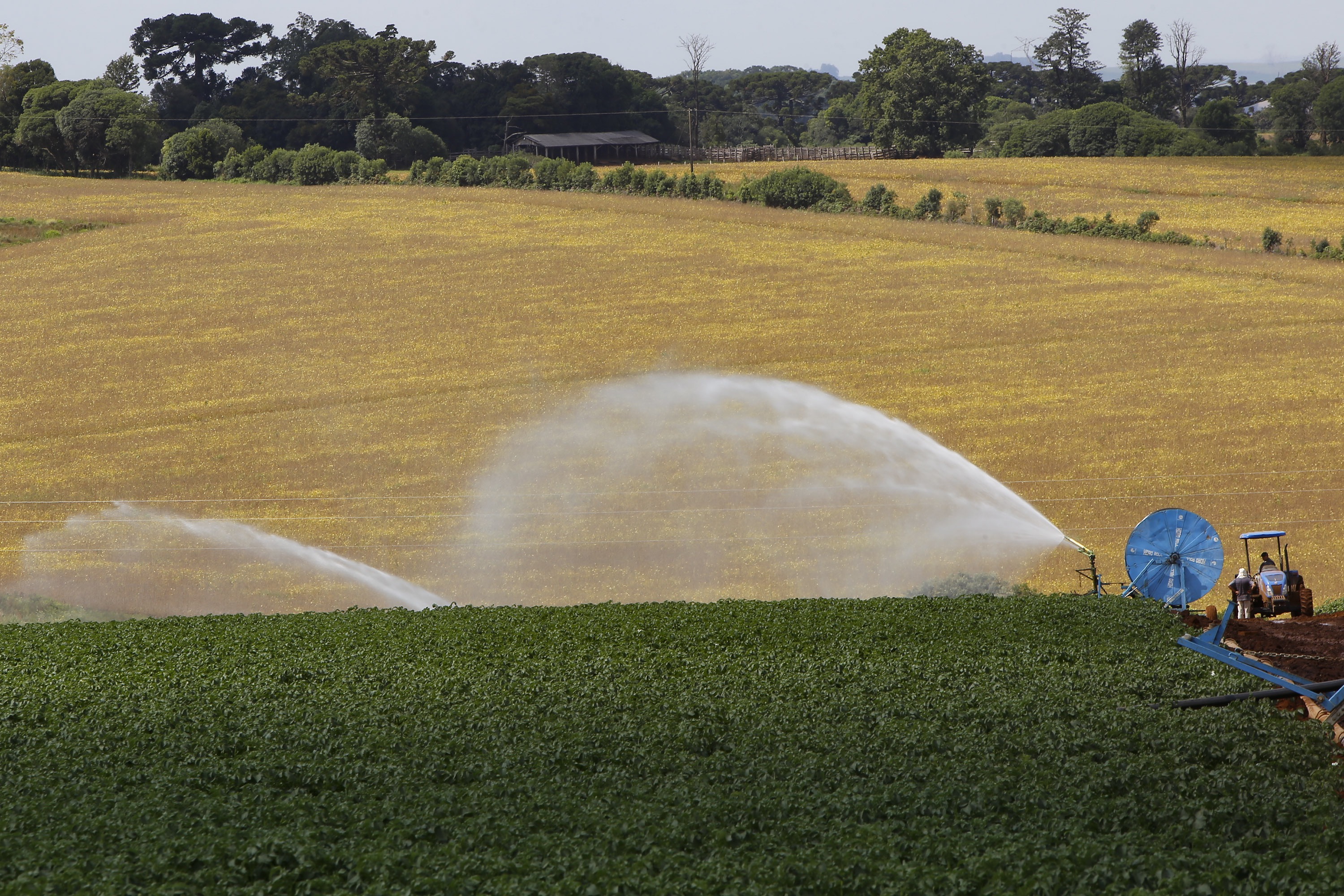 Lavoura irrigada de batata no Paraná