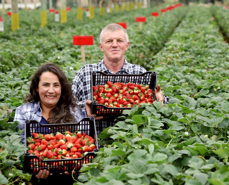 Produtores de morango de Mandirituba, na Região Metropolitana de Curitiba. Foto: Ari Dias/Agência Estadual de Notícias