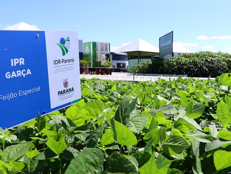 Variedade de feijão cultivada pelo Instituto de Desenvolvimento Rural do Paraná (IDR-Paraná). Foto: Agência Estadual de Notícias