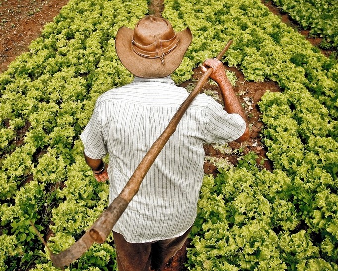 A agricultura familiar responde por aproximadamente 70% dos alimentos consumidos no Brasil. Foto: Divulgação