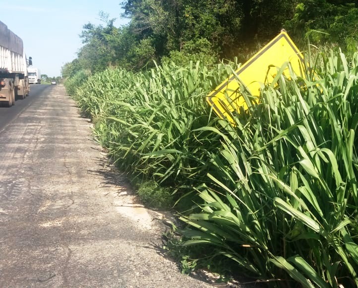 Falta de roçagem em rodovia do Norte Pioneiro administrada pelo Departamento de Estradas de Rodagem do Paraná (DER-PR) dificulta a visibilidade dos motoristas. Foto: Divulgação