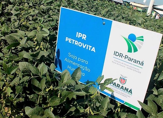 Variedade de soja cultivada pelo Instituto de Desenvolvimento Rural do Paraná Iapar - Emater (IDR-Paraná), em Curitiba. Foto: Divulgação