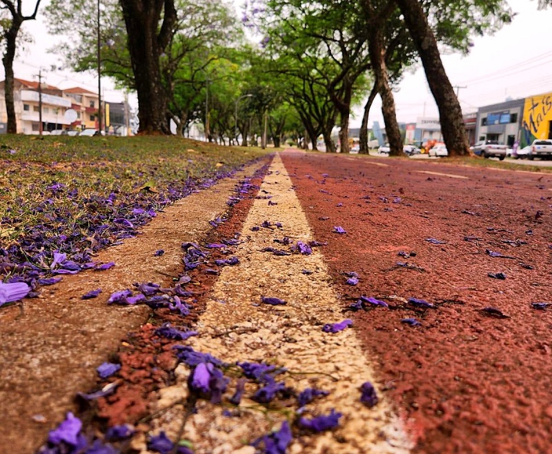 Ciclovia em avenida de Cascavel, cidade que recebeu auditoria do TCE-PR na área da mobilidade urbana. Foto: TCE-PR