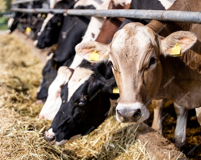 Criação de gado bovino no regime de confinamento. Foto: Freepik